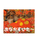 オタクのわんちゃんは茶色い犬ですね（個別スタンプ：8）