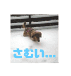 オタクのわんちゃんは茶色い犬ですね（個別スタンプ：11）