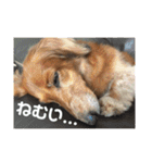 オタクのわんちゃんは茶色い犬ですね（個別スタンプ：12）