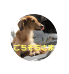 オタクのわんちゃんは茶色い犬ですね（個別スタンプ：15）