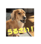 オタクのわんちゃんは茶色い犬ですね（個別スタンプ：16）