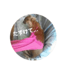 オタクのわんちゃんは茶色い犬ですね（個別スタンプ：18）