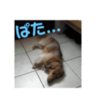 オタクのわんちゃんは茶色い犬ですね（個別スタンプ：19）