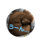 オタクのわんちゃんは茶色い犬ですね（個別スタンプ：22）