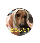 オタクのわんちゃんは茶色い犬ですね（個別スタンプ：23）