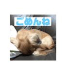 オタクのわんちゃんは茶色い犬ですね（個別スタンプ：24）