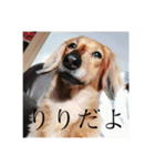 オタクのわんちゃんは茶色い犬ですね（個別スタンプ：25）
