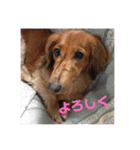 オタクのわんちゃんは茶色い犬ですね（個別スタンプ：26）