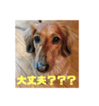 オタクのわんちゃんは茶色い犬ですね（個別スタンプ：27）