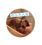 オタクのわんちゃんは茶色い犬ですね（個別スタンプ：28）