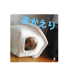 オタクのわんちゃんは茶色い犬ですね（個別スタンプ：29）