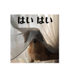 オタクのわんちゃんは茶色い犬ですね（個別スタンプ：30）