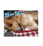 オタクのわんちゃんは茶色い犬ですね（個別スタンプ：31）