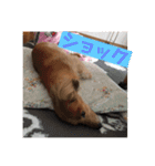 オタクのわんちゃんは茶色い犬ですね（個別スタンプ：33）