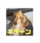 オタクのわんちゃんは茶色い犬ですね（個別スタンプ：34）