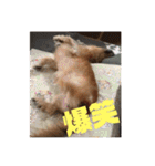 オタクのわんちゃんは茶色い犬ですね（個別スタンプ：35）