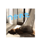 オタクのわんちゃんは茶色い犬ですね（個別スタンプ：37）