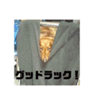 オタクのわんちゃんは茶色い犬ですね（個別スタンプ：38）