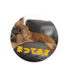 オタクのわんちゃんは茶色い犬ですね（個別スタンプ：39）