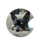 愛犬クロ（個別スタンプ：1）