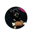 愛犬クロ（個別スタンプ：3）