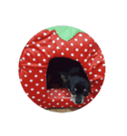 愛犬クロ（個別スタンプ：5）