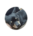 愛犬クロ（個別スタンプ：6）