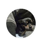 愛犬クロ（個別スタンプ：7）