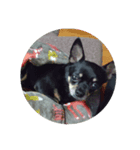 愛犬クロ（個別スタンプ：8）
