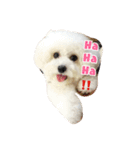 ビション わらび（個別スタンプ：3）
