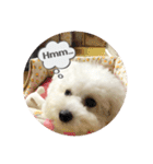 ビション わらび（個別スタンプ：10）