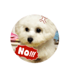 ビション わらび（個別スタンプ：12）