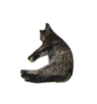サビ猫なーたん（個別スタンプ：1）