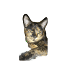 サビ猫なーたん（個別スタンプ：3）