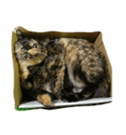 サビ猫なーたん（個別スタンプ：4）