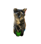 サビ猫なーたん（個別スタンプ：7）