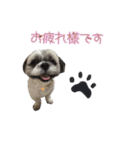 駄犬翔ちゃん（個別スタンプ：2）
