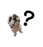 駄犬翔ちゃん（個別スタンプ：3）