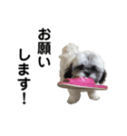 駄犬翔ちゃん（個別スタンプ：4）