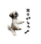 駄犬翔ちゃん（個別スタンプ：5）