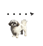 駄犬翔ちゃん（個別スタンプ：6）