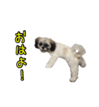 駄犬翔ちゃん（個別スタンプ：7）
