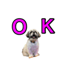 駄犬翔ちゃん（個別スタンプ：8）
