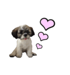 駄犬翔ちゃん（個別スタンプ：9）