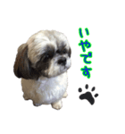 駄犬翔ちゃん（個別スタンプ：12）