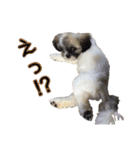 駄犬翔ちゃん（個別スタンプ：13）