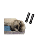 駄犬翔ちゃん（個別スタンプ：14）