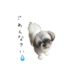 駄犬翔ちゃん（個別スタンプ：16）