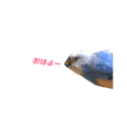 インコ好き（個別スタンプ：1）