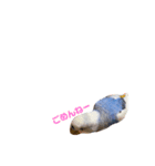 インコ好き（個別スタンプ：3）